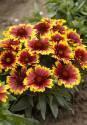 Гайлардия Аризона Сан 2 шт