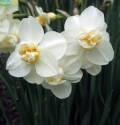 Нарцисс Уайт Чирфулнесс 8 шт