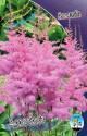 Астильба Аметист 25 шт 