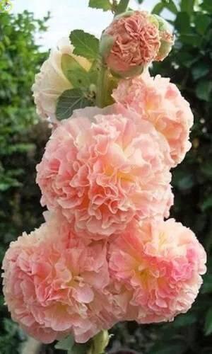 Шток-роза Розовая замша УД