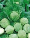 Капуста белокочанная Монализа F1 СиО
