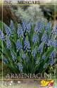 Мускари Арменикум голубой 1750 шт 8/9