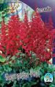 Астильба Бургунди Ред 50шт