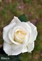 Роза Бьянка 1 шт флорибунда