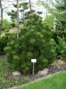 Сосна Pinus heldreichii Compact Gem C1,5