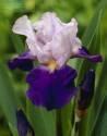 Ирис Арпеж 1 шт