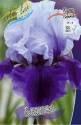Ирис Блашес германский 1 шт