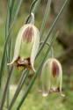 Фритиллярия Fritillaria Acmopetala 5/6 100 шт