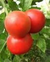 Помидоры Сват F1 СиО