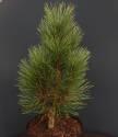 Сосна Pinus nigra Obelisk C1,5 