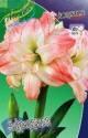 Амариллис Афродита 24/26 8 шт