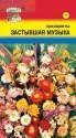 Смесь сухоцветов Застывшая музыка УУ
