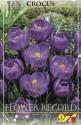 Крокус Флауэр Рекорд 9/+ 250 шт