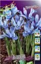 Ирис Алида 10 шт