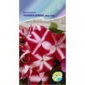 Бальзамин Беленс ред стар Акв
