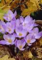 Крокус Спец. Кассиопея 10 шт