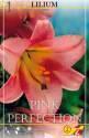 Лилия Пинк Перфекшн 16/18 3 шт TR