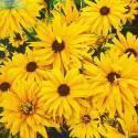 Рудбекия Золотая ромашка СиО