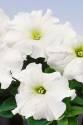 Петуния Танго белая Б П ССО