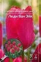 Тюльпан Леди Ван Эйк (5шт) 11/12