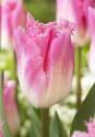 Тюльпан Доутцен 12/ 100 шт