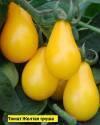 Томат Желтая груша ССО