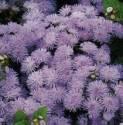 Агератум Алоха голубой ССО