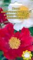 Пион Молочноцветковый и ярко-красный УУ