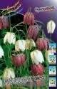 Фритиллярия Fritillaria Meleagris mixed 7/+ 100 шт