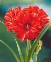 Амариллис Ред Пикок 24/26 8 шт 
