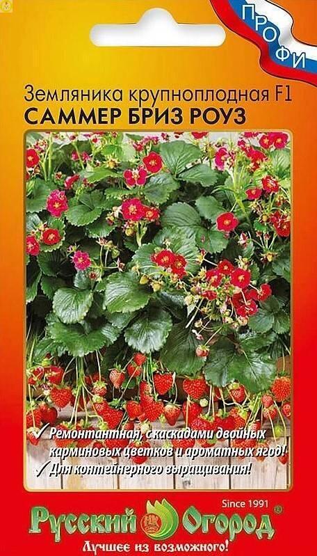 Земляника Саммер Бриз Роуз F1 крупноплодная НК
