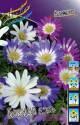 Анемона Бланда смесь 10 шт