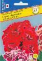 Глоксиния Брокэйд красная F1 Прес