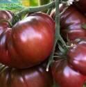Томат Черный принц ССО