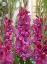 Гладиолус Люмьер 10/12 7 шт 