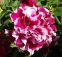 Петуния Пируэт Роуз F1 ЦС