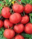 Помидоры Праздничные F1 СиО