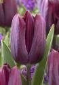 Тюльпан Кавиар 10 шт