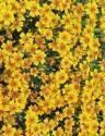 Бархатцы Золотой самоцвет тонколистные ЦС