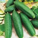 Огурцы Калистрат СиО