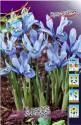 Ирис сетч. Iris reticulata Alida 6/+ 100 шт