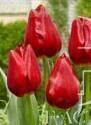 Тюльпан Весна 10 шт