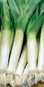 Лук порей Болгарский великан Аэл