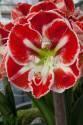 Амариллис Самба  1 шт