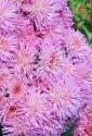 Агератум Розовый шар Акв