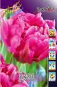 Тюльпан Диор 10 шт