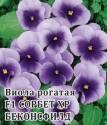 Виола Сорбет XP Беконсфилд F1 Гав