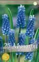 Мускари Арменикум 400 шт 8/9