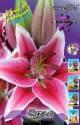Лилия Курьер 7 шт