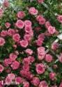 Роза Лавиния 1 шт плетистая